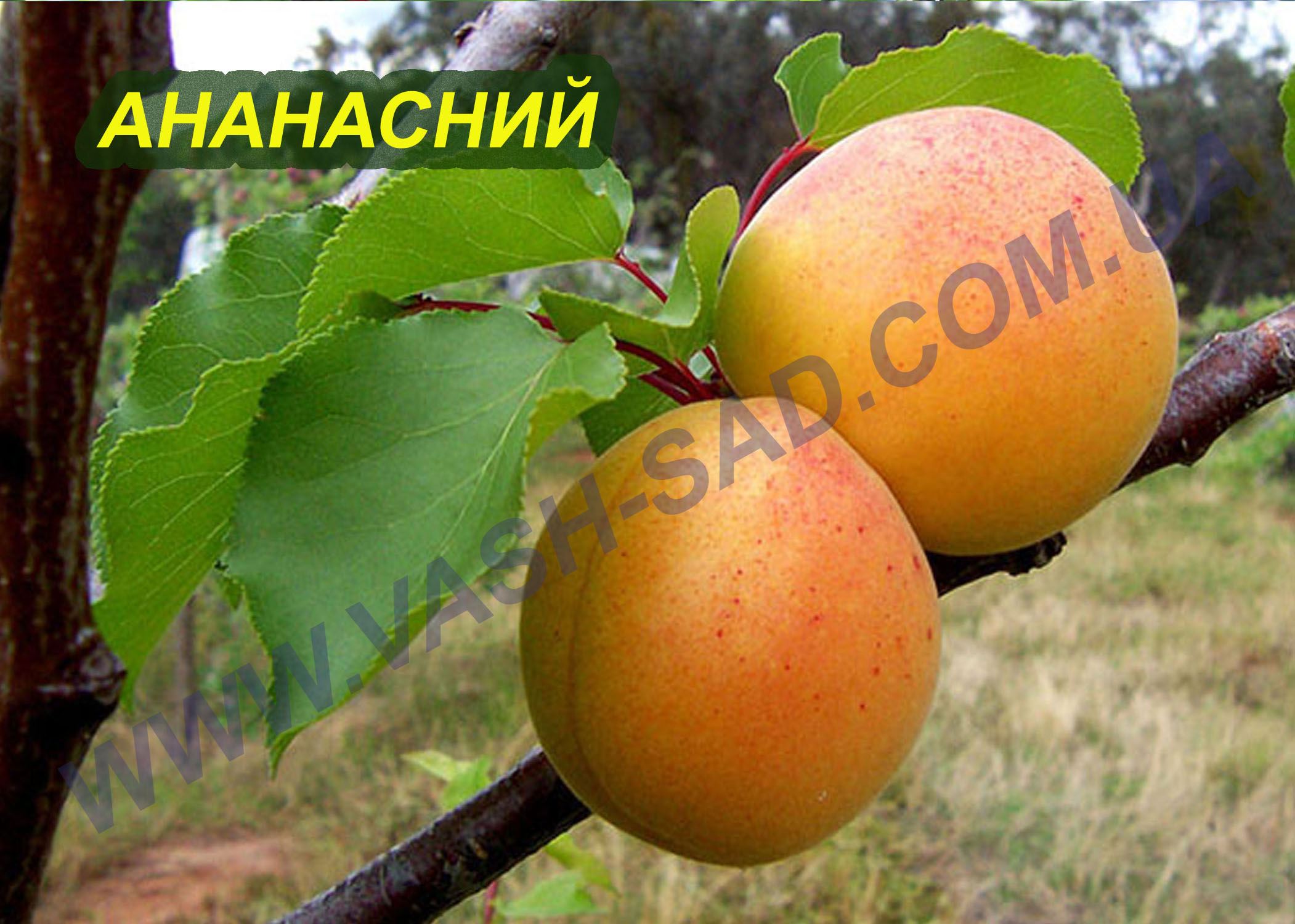 Ананасний Абрикос, Ананасний