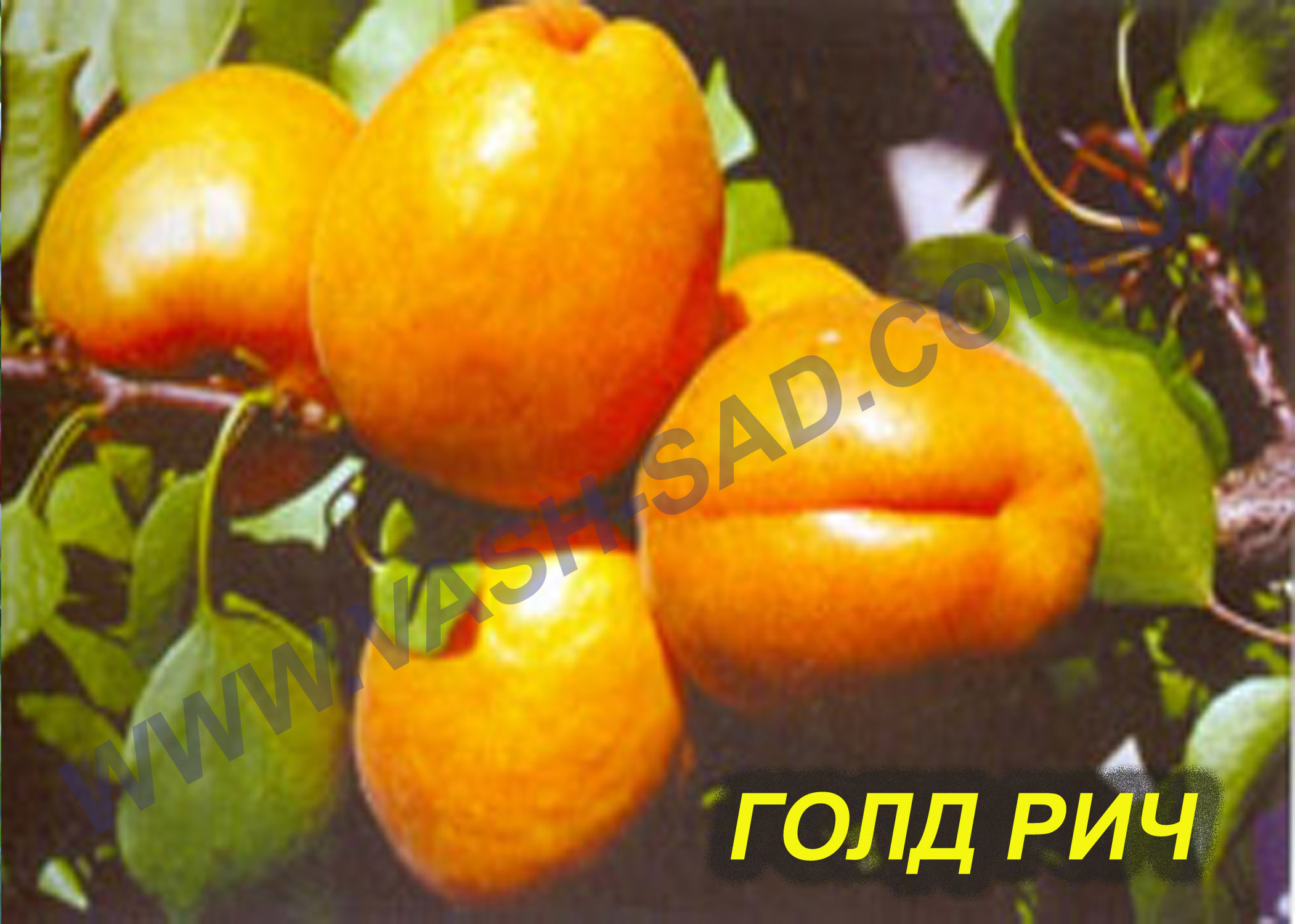 Голд Рич Абрикос, Голд Рич