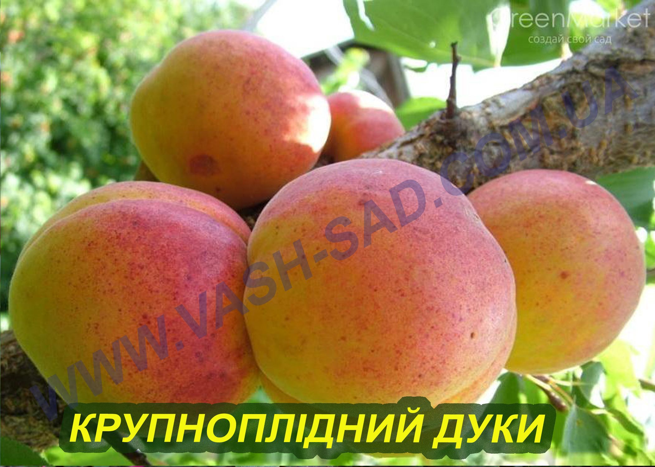 Крупноплідний Дуки Абрикос, Крупноплідний Дуки