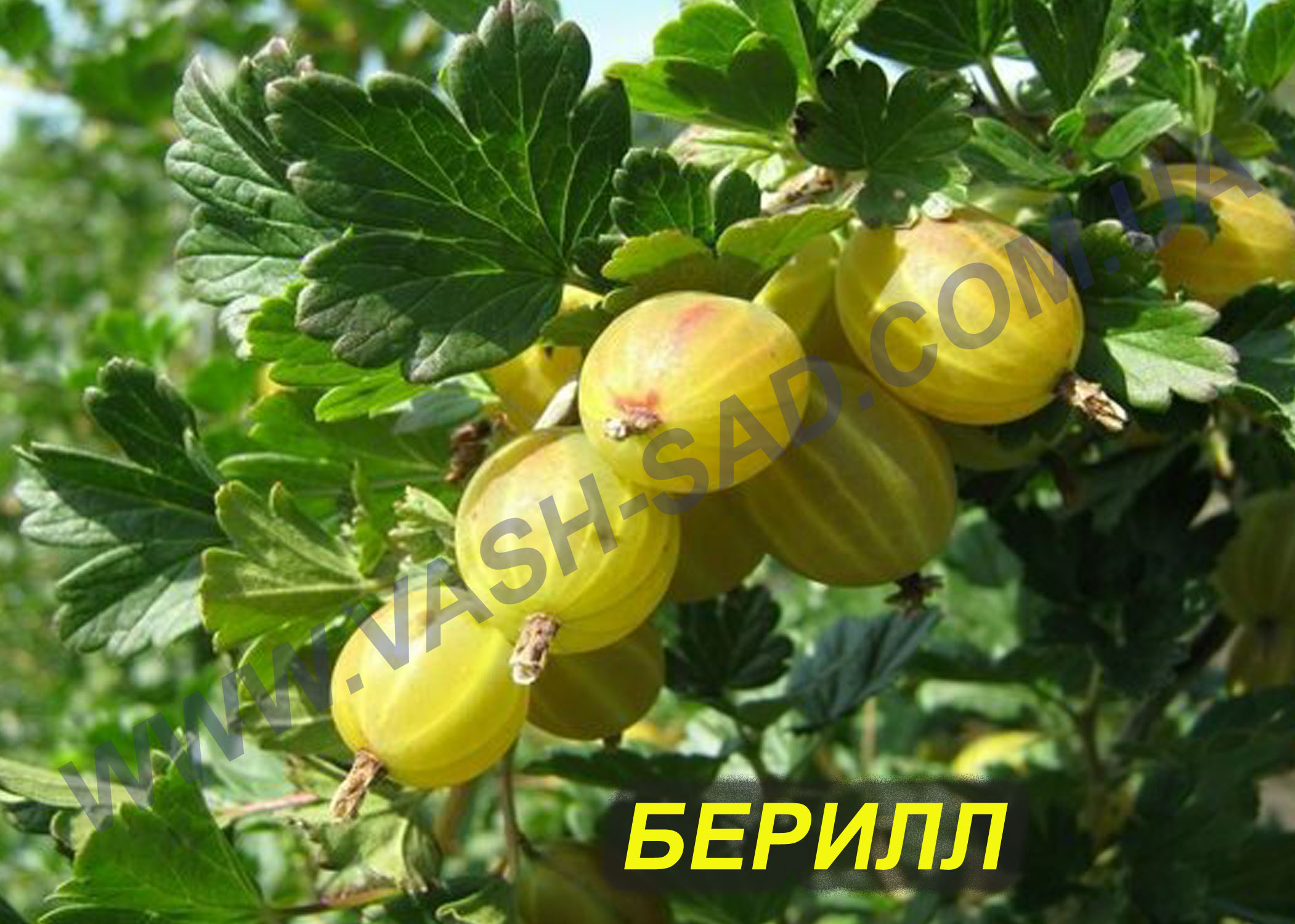 Берилл Берилл