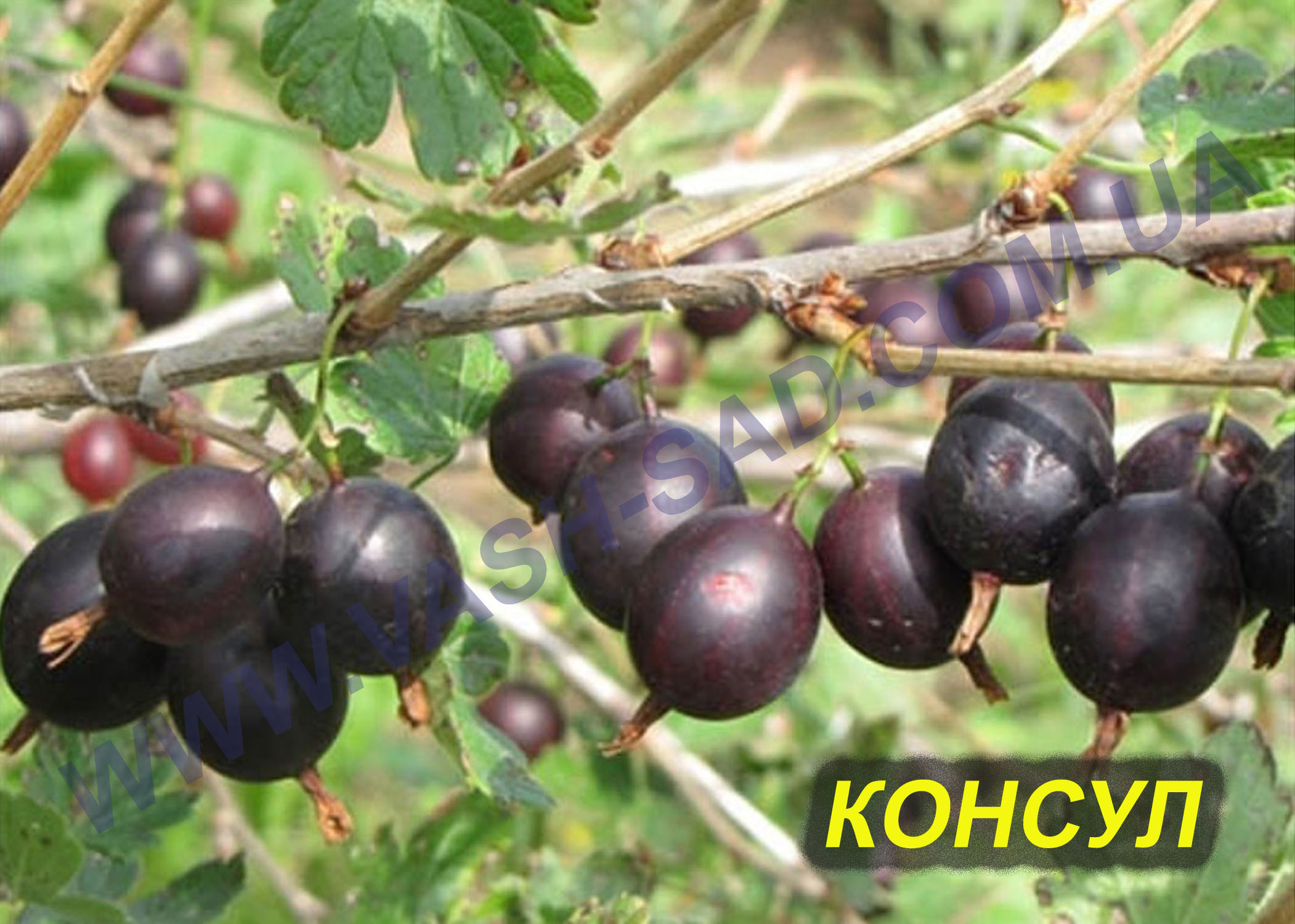 Консул (Сенатор) Консул (Сенатор)