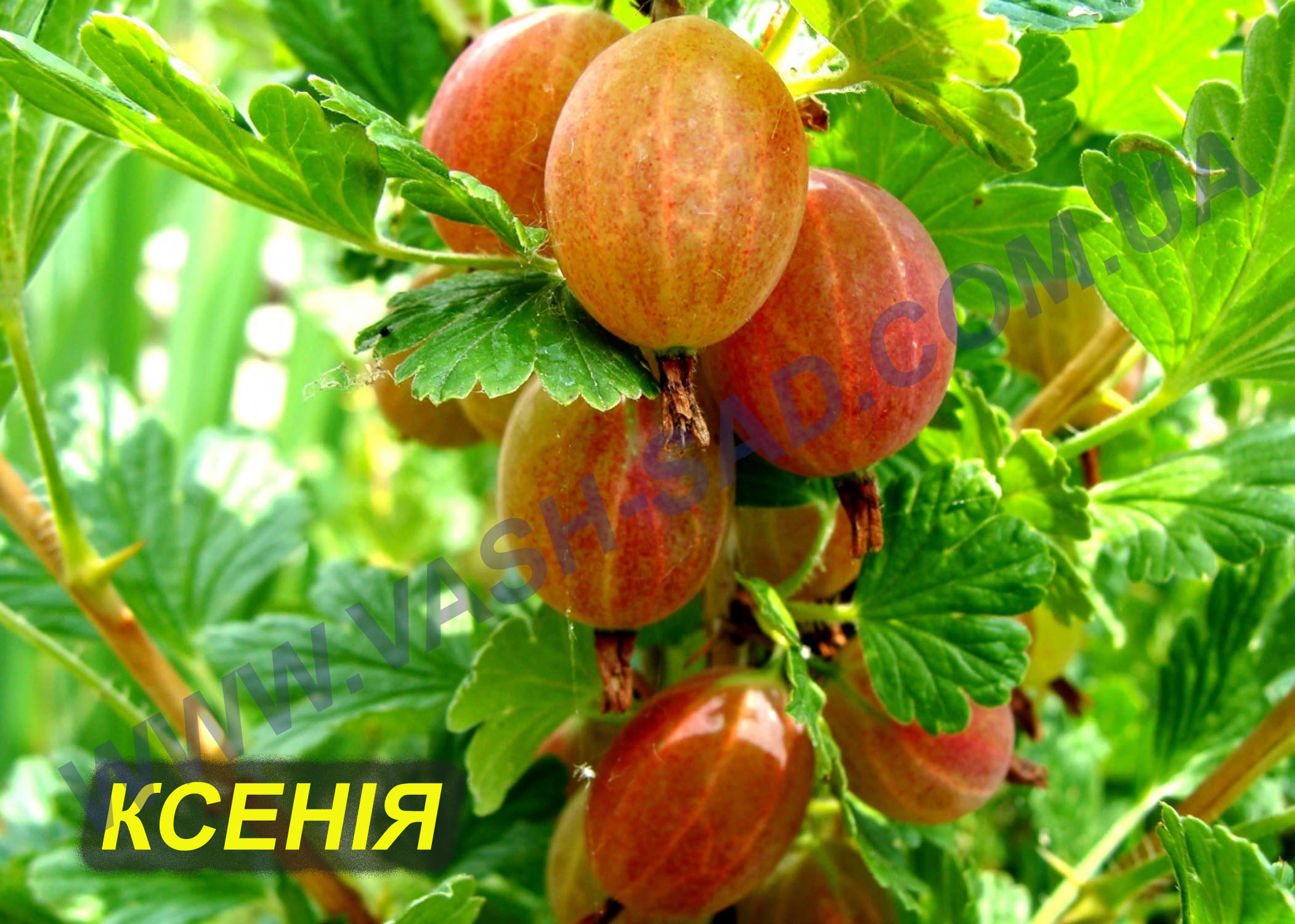 Ксенія Ксенія