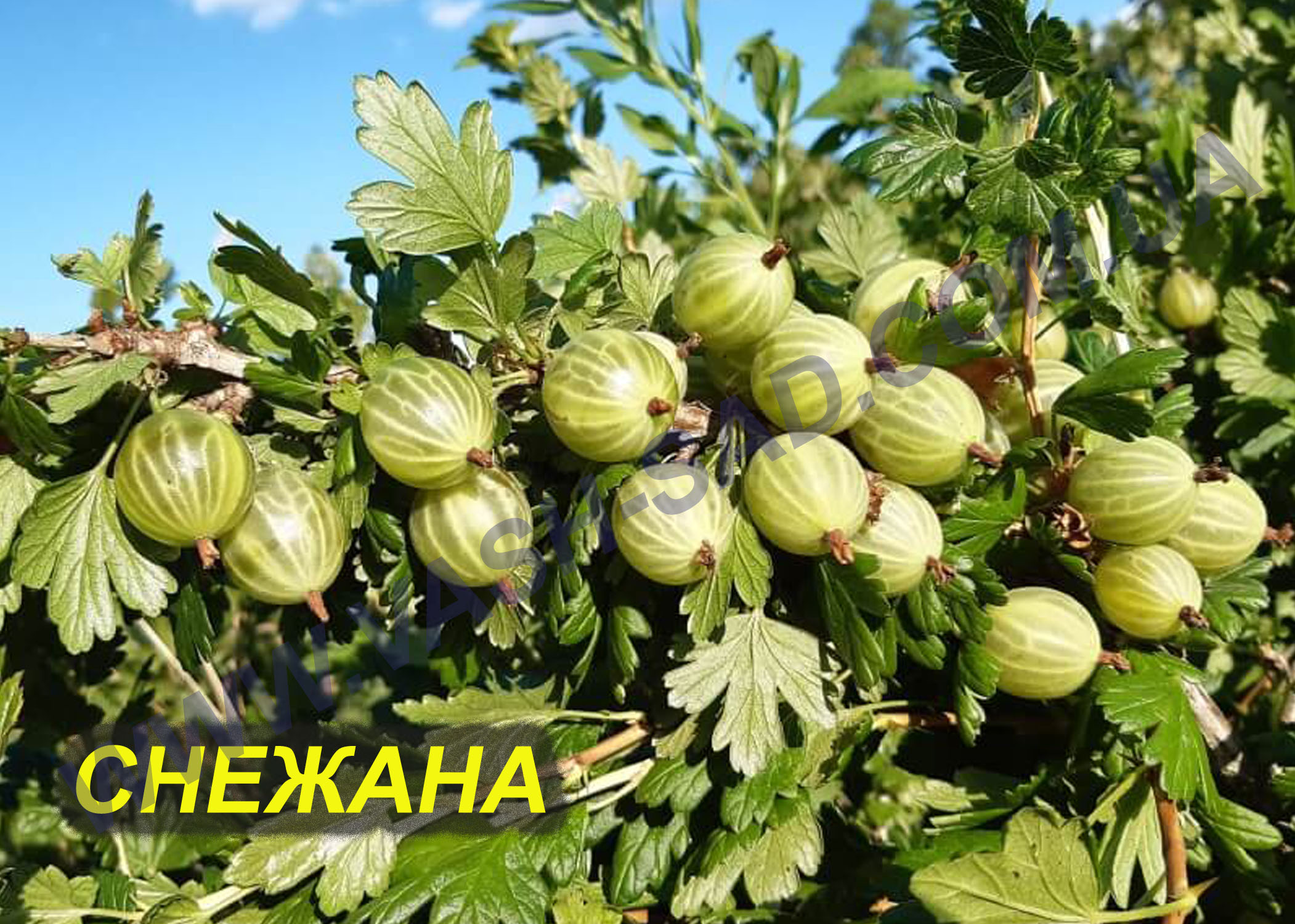 Снежана Снежана