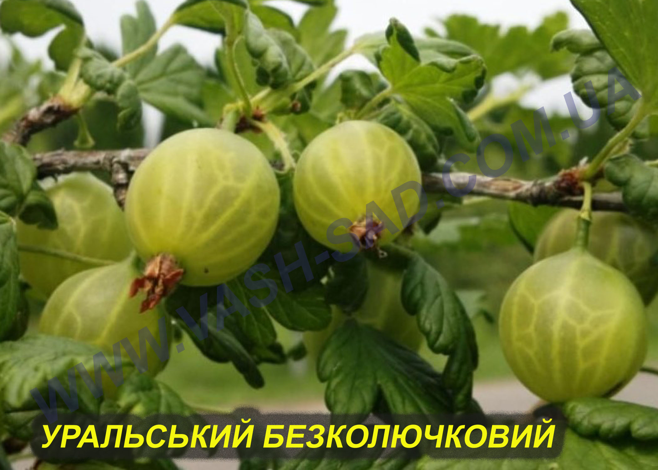 Уральський безколючковий Уральський безколючковий