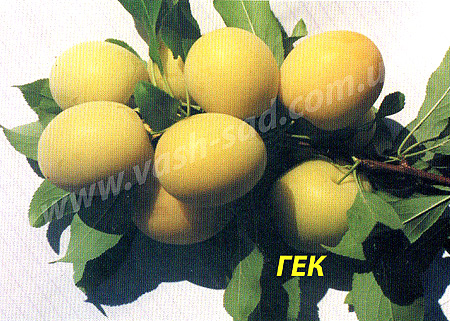 Алича, Гек
