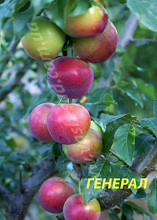 Алича, Генерал