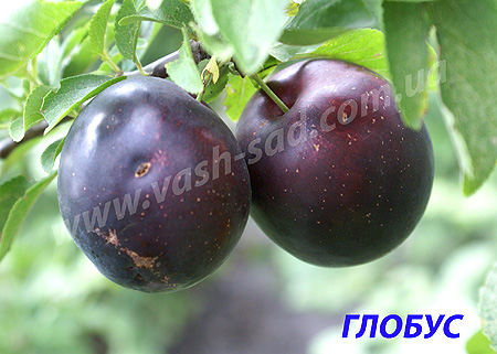 Алича, Глобус