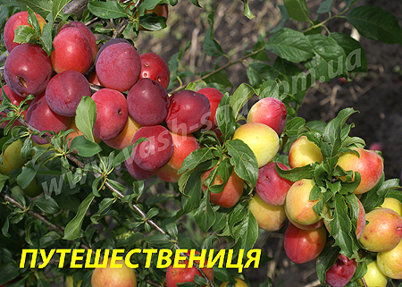 Алича, Путєшествениця