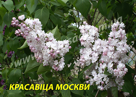 Бузок, Красавіца Москви