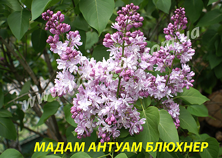 Бузок, Мадам Антуан Бюхнер
