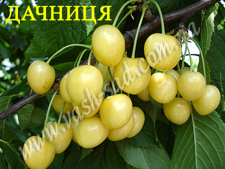 Черешня, Дачниця