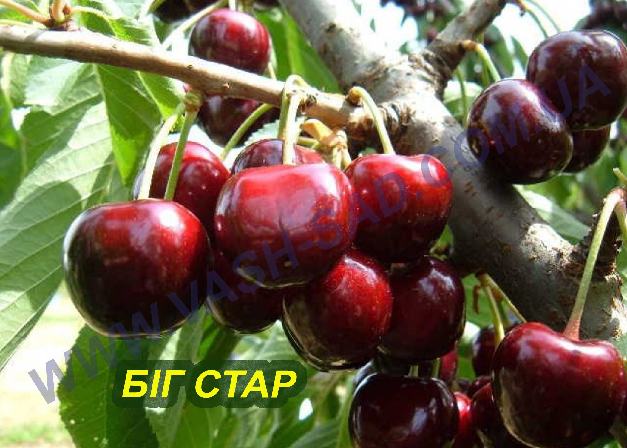 Біг стар Черешня, Біг стар