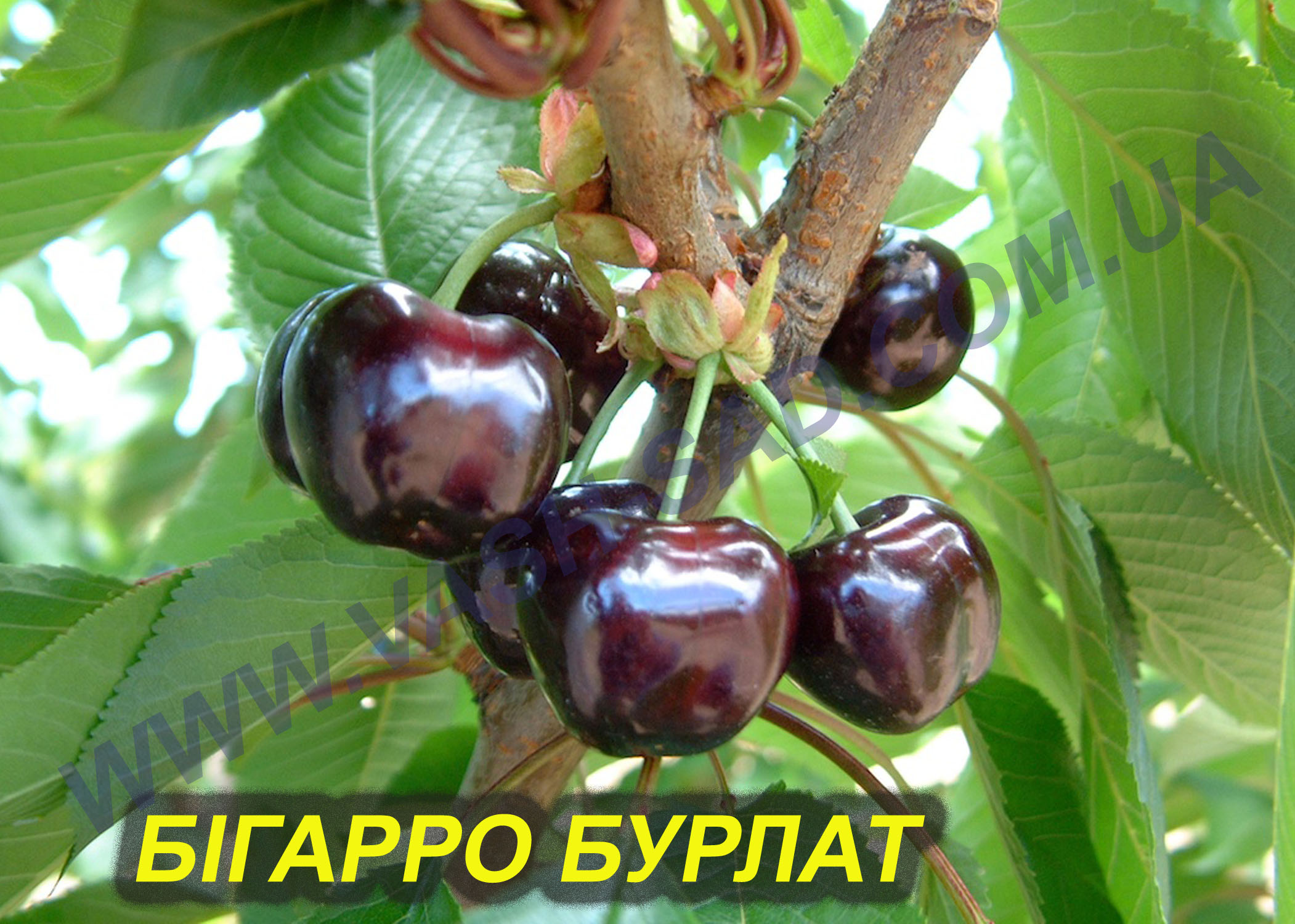Бігарро Бурлат Черешня, Бігарро Бурлат