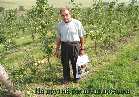 придбання саджанців