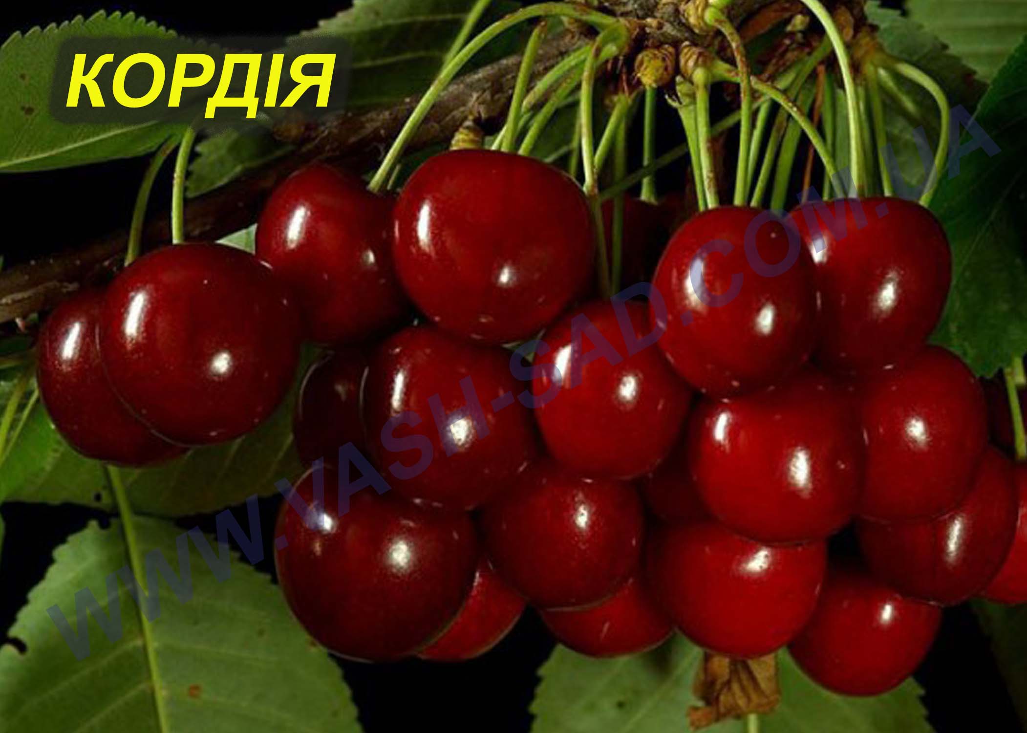 Черешня, Кордія