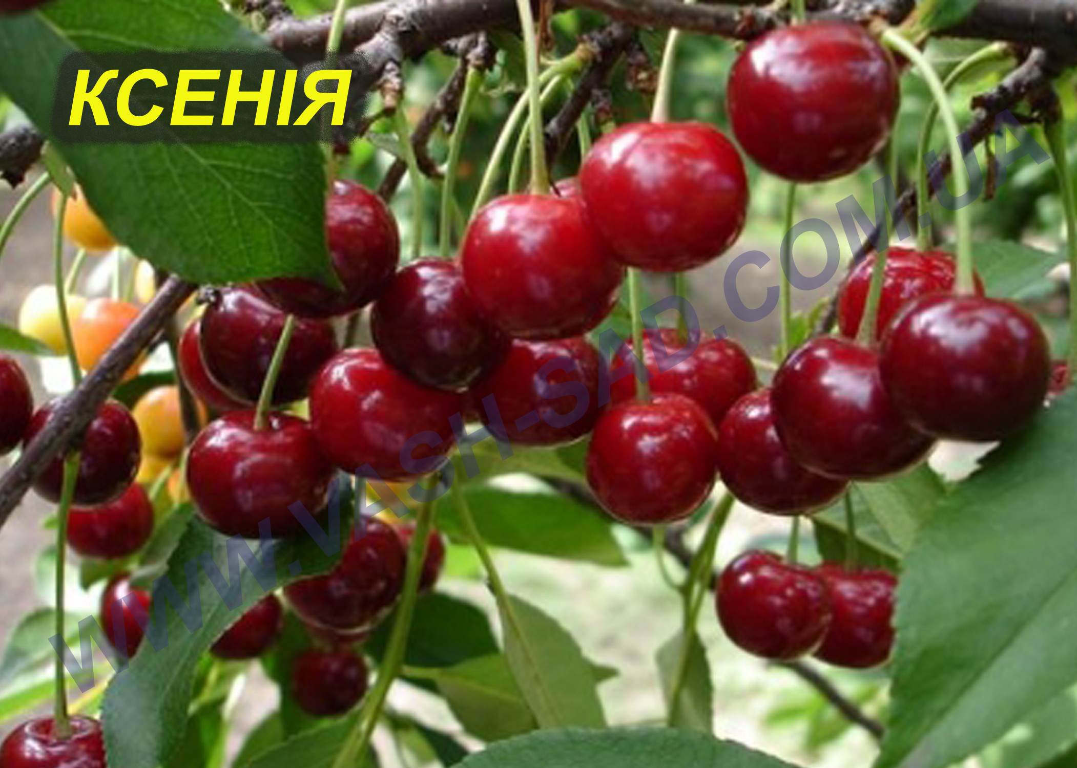 Вишня, Ксенія
