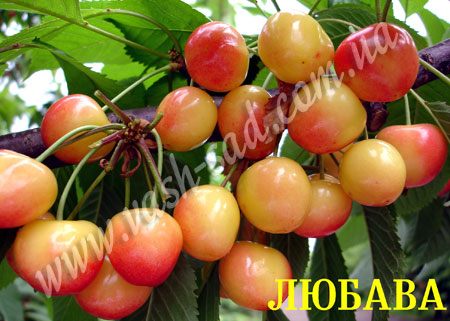Черешня, Любава
