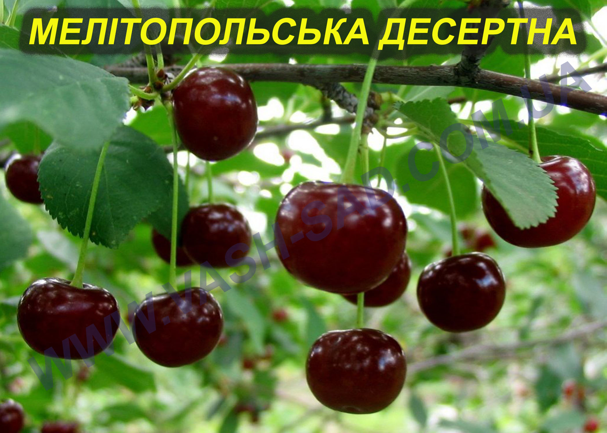 Вишня, Мелітопольська десертна