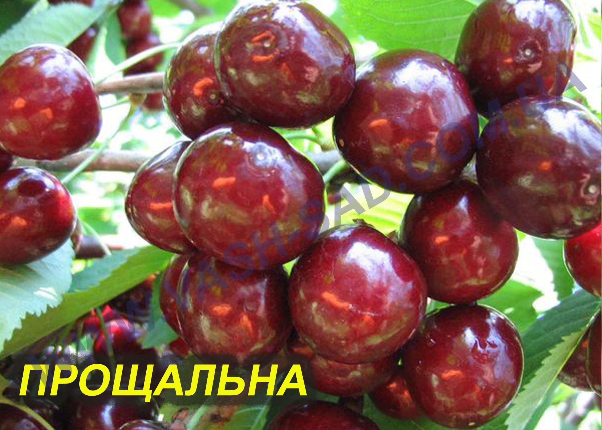 Черешня, Прощальна