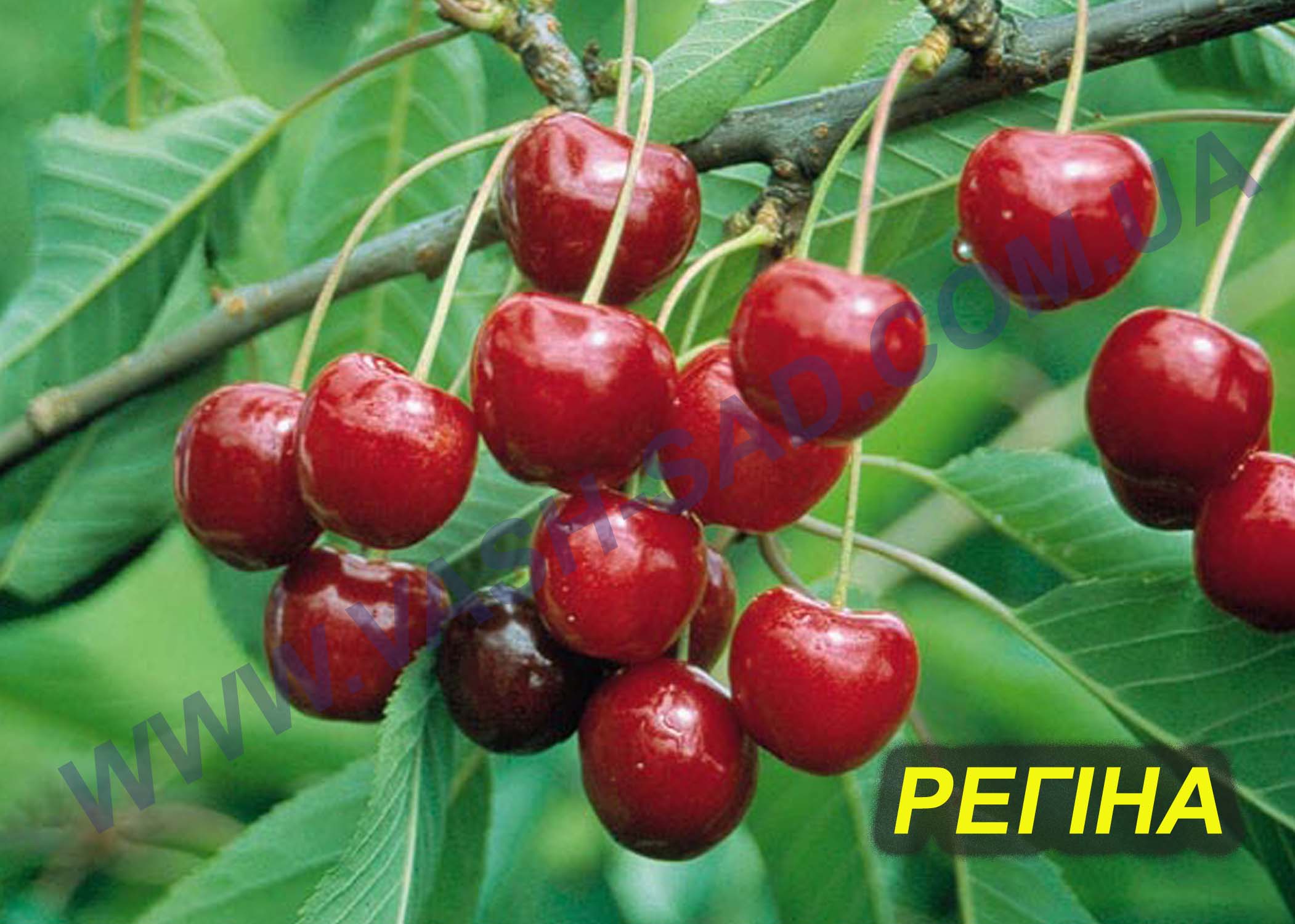 Черешня, Регіна