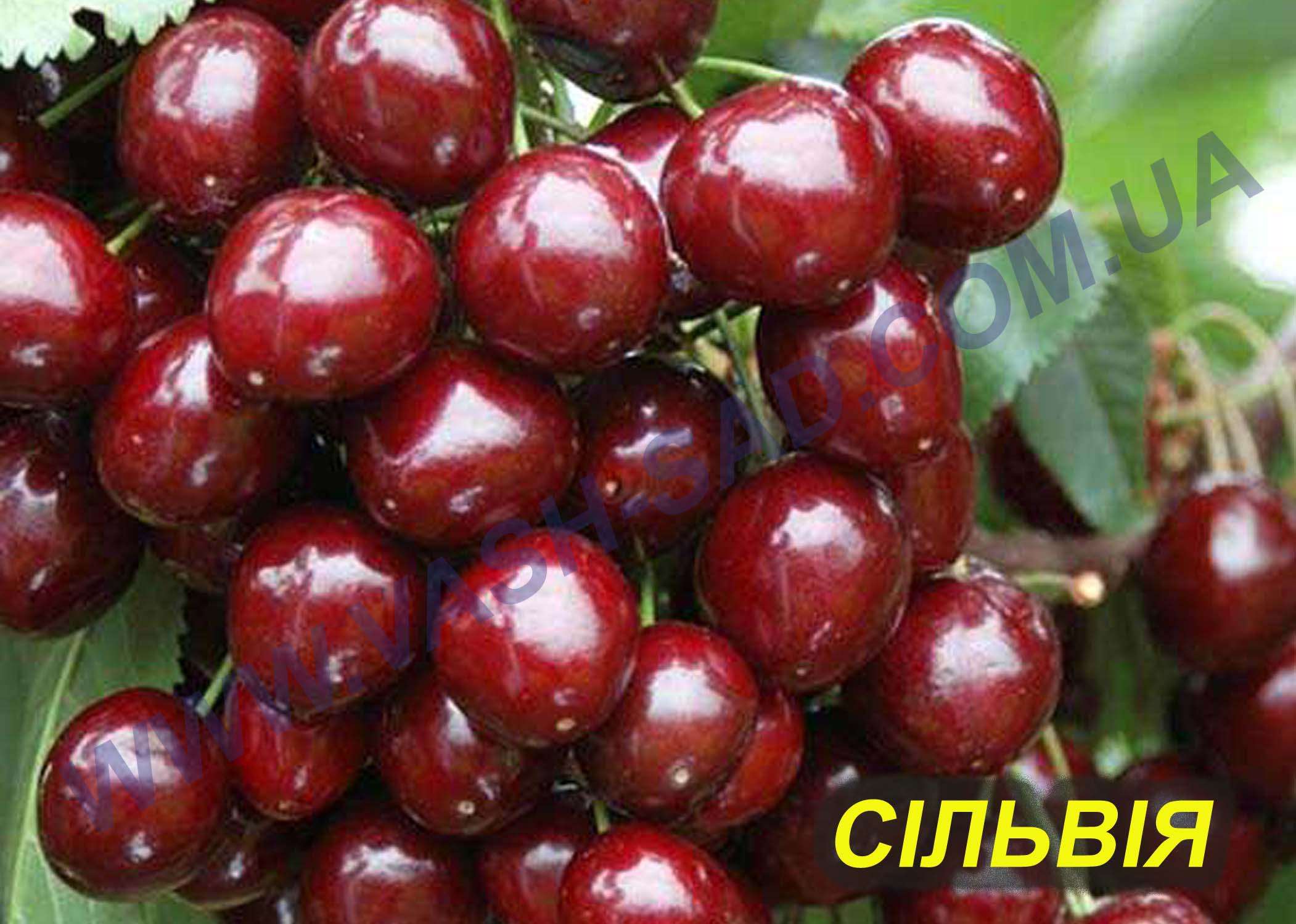 Черешня, Сільвія