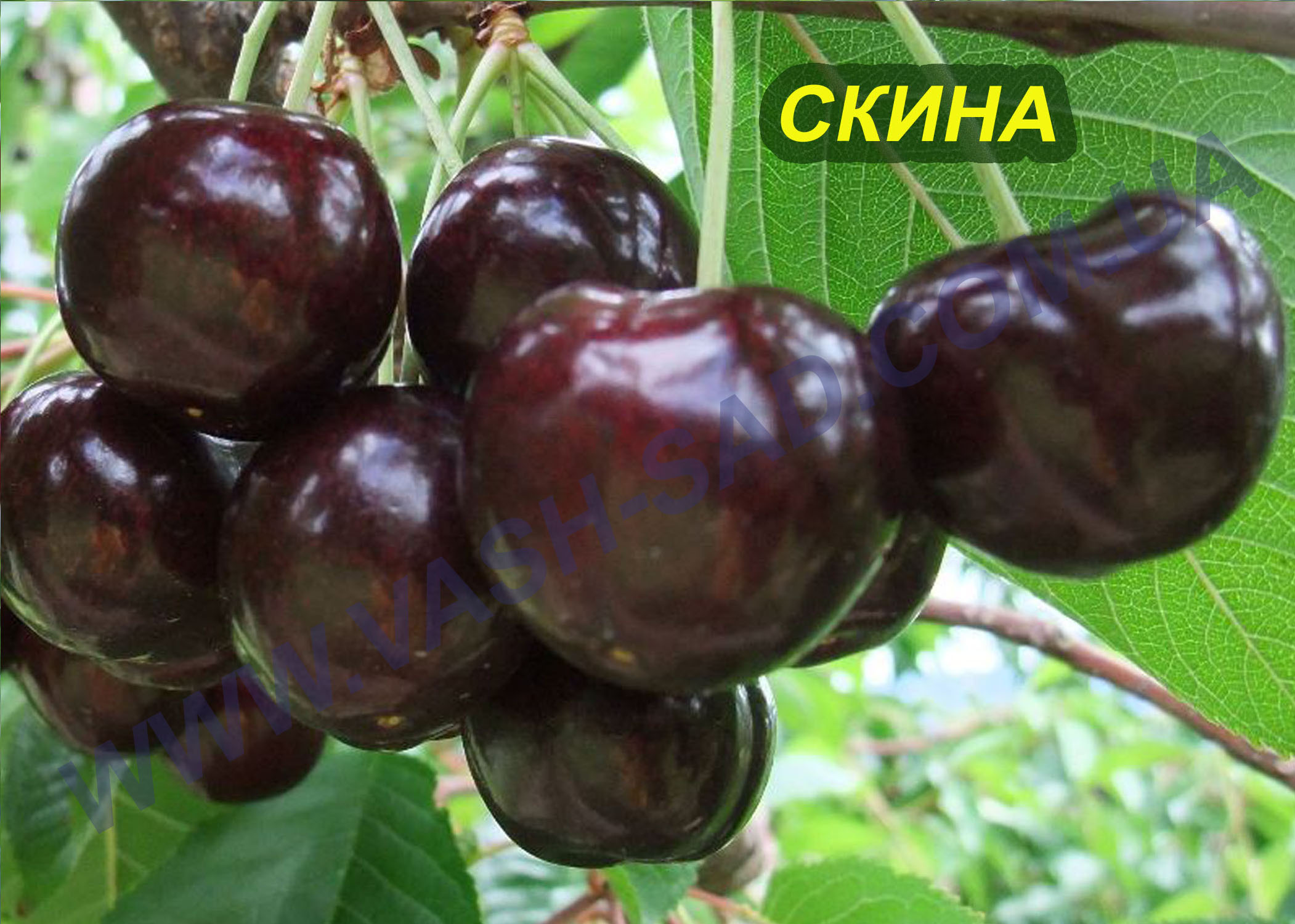 Скина