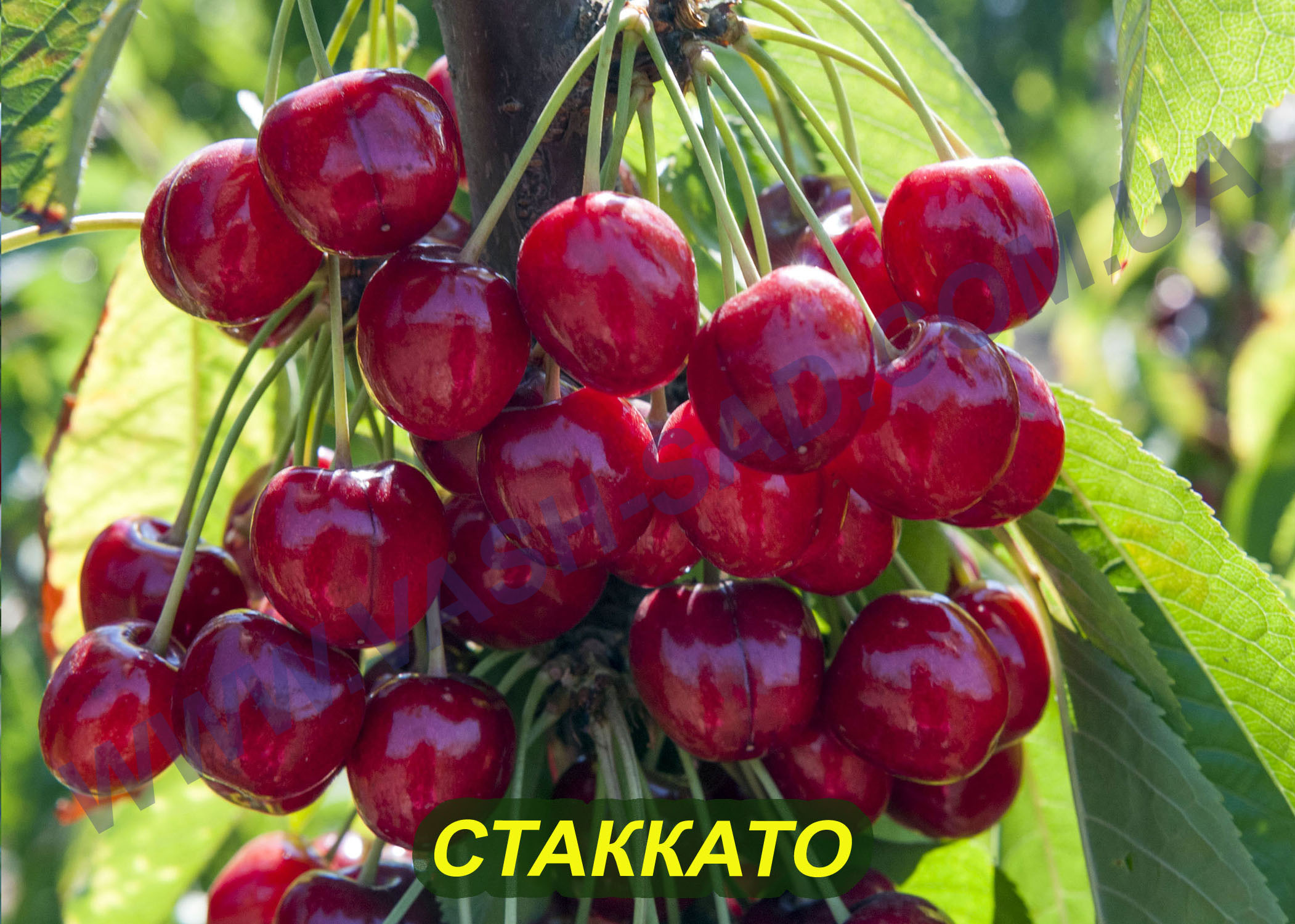 Стаккато