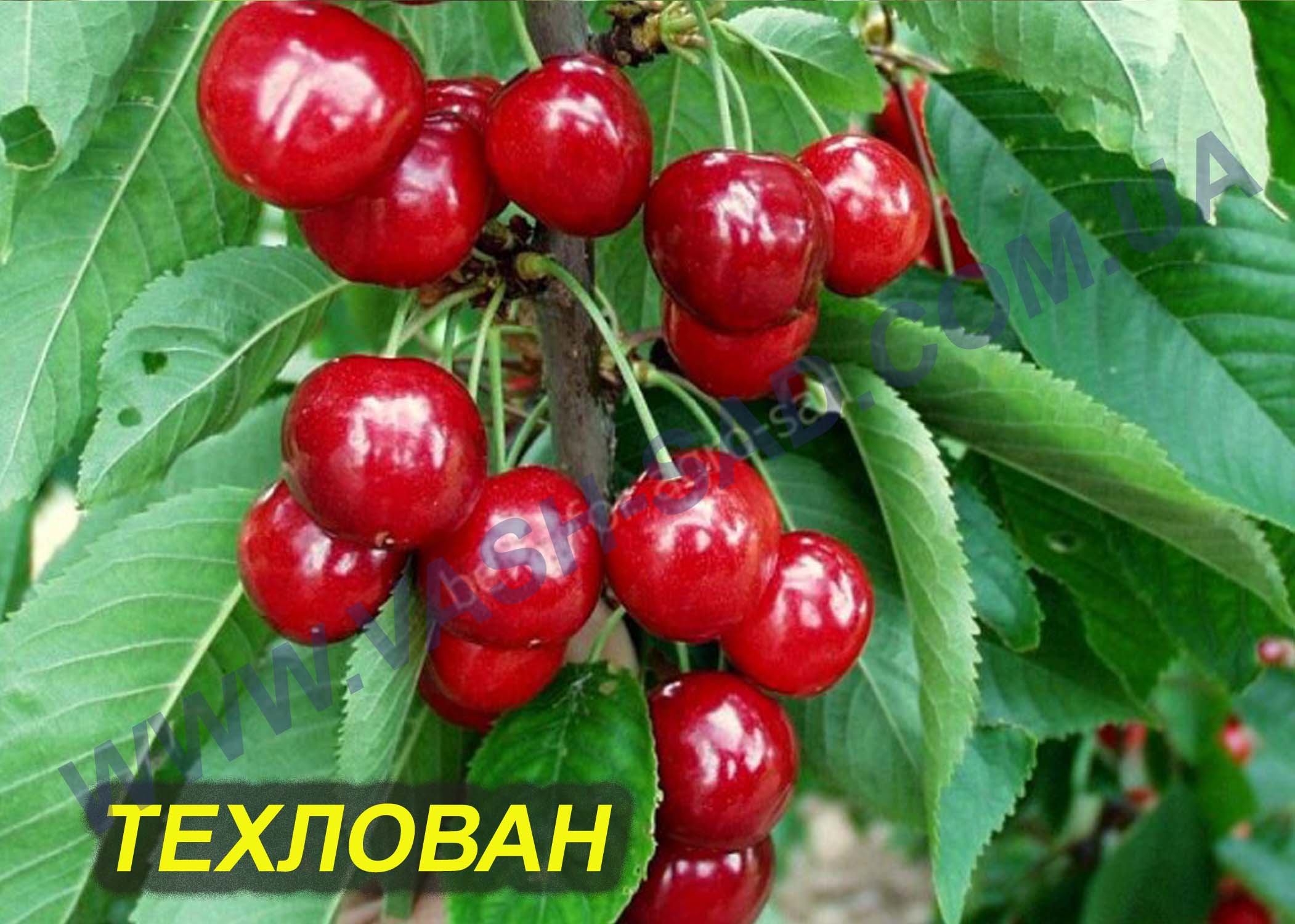 Черешня, Техлован
