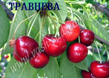 Черешня, Травнева