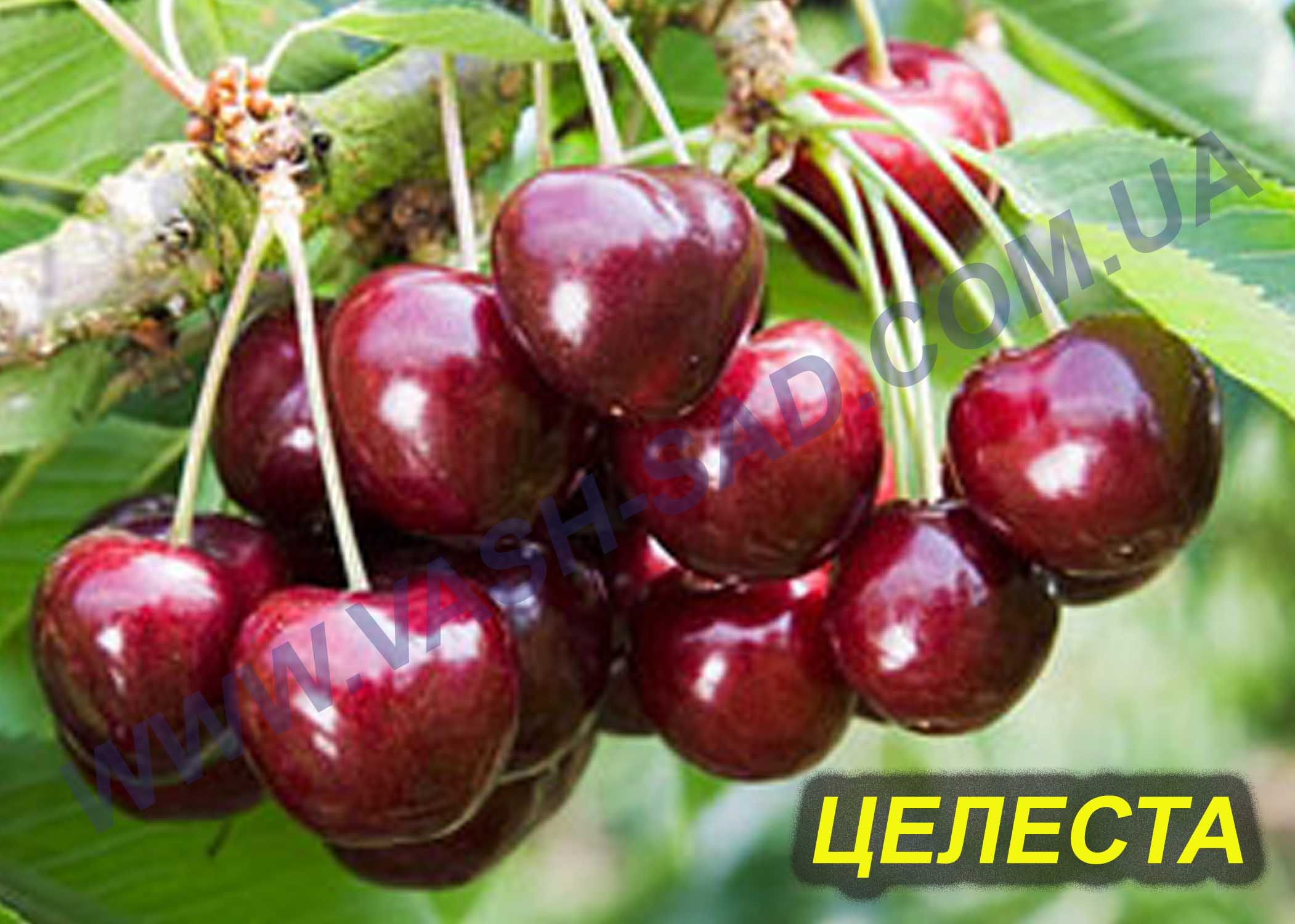 Черешня, Целесте