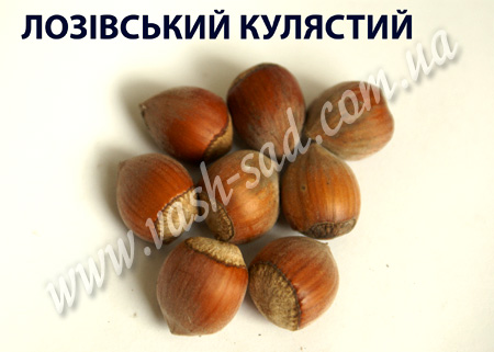 Лозовский шаровидный