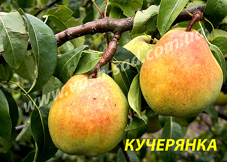 Груша, Маргаріта Марілья
