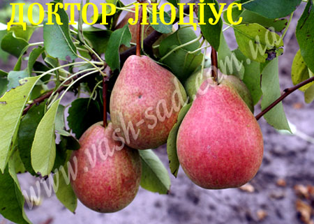 Груша, Доктор Люціус