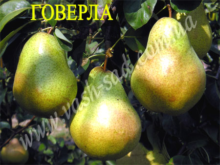 Груша, Говерла