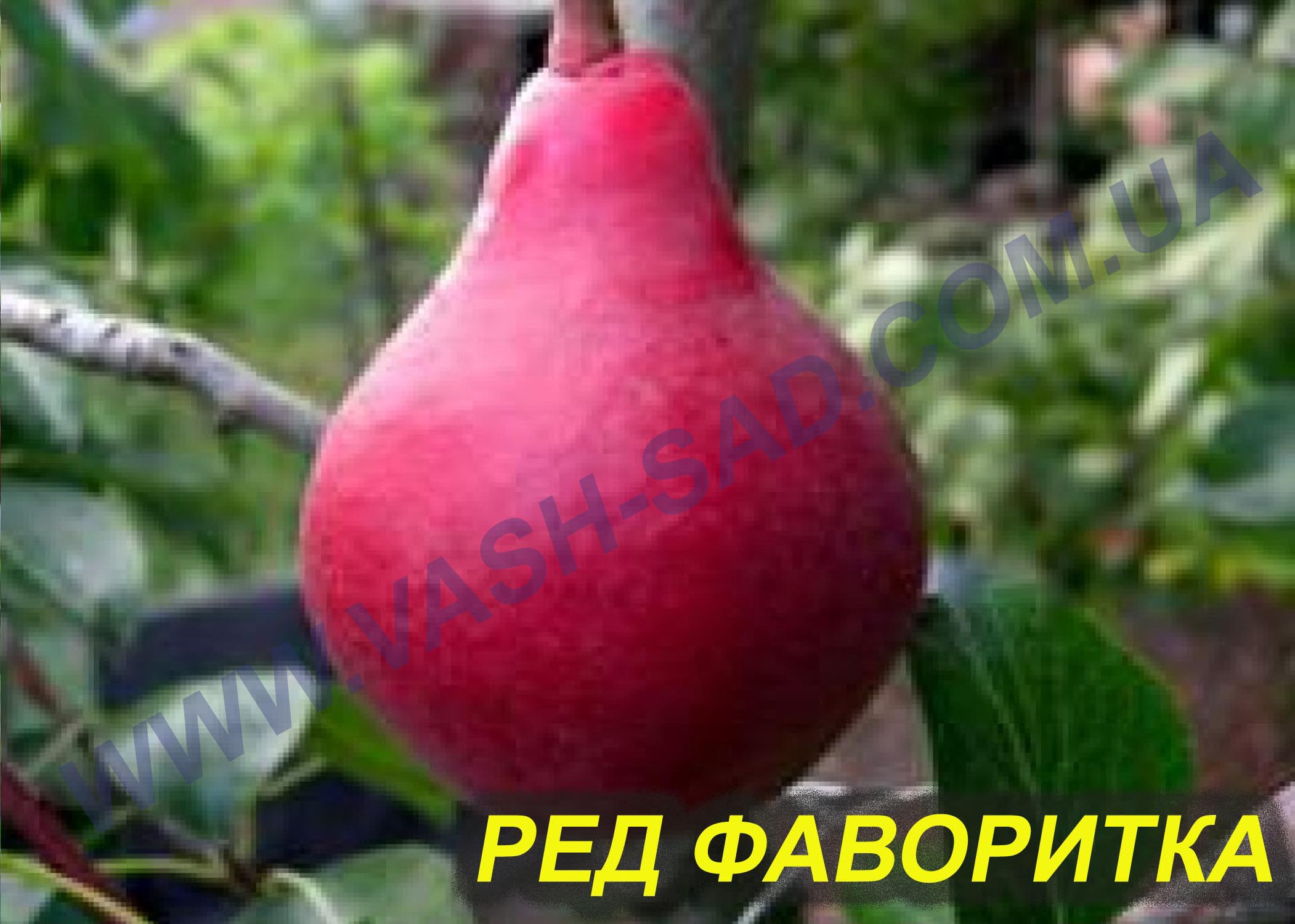 Ред Фаворитка Груша, Ред Фаворитка