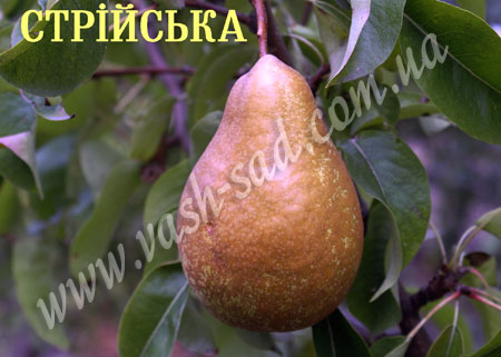 Груша, Стрійська