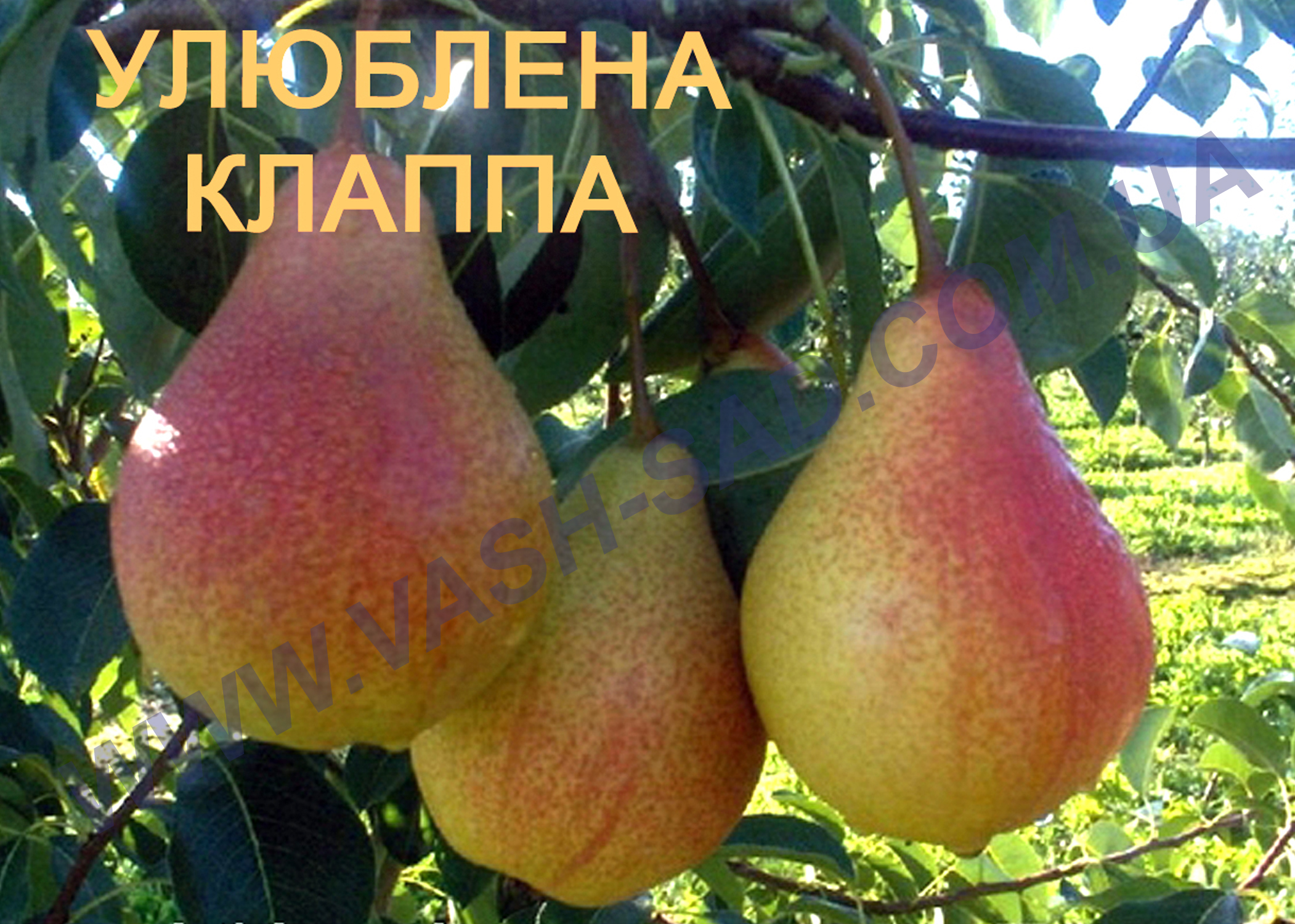 Улюблена Клаппа Груша, Улюблена Клаппа