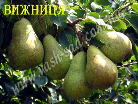 Груша, Вижниця