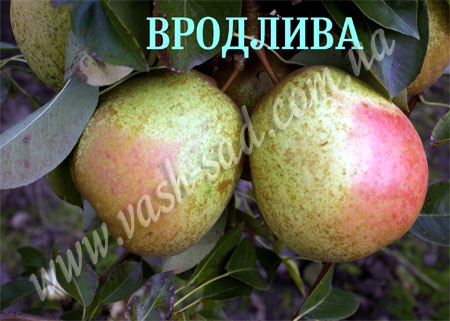 Груша, Вродлива