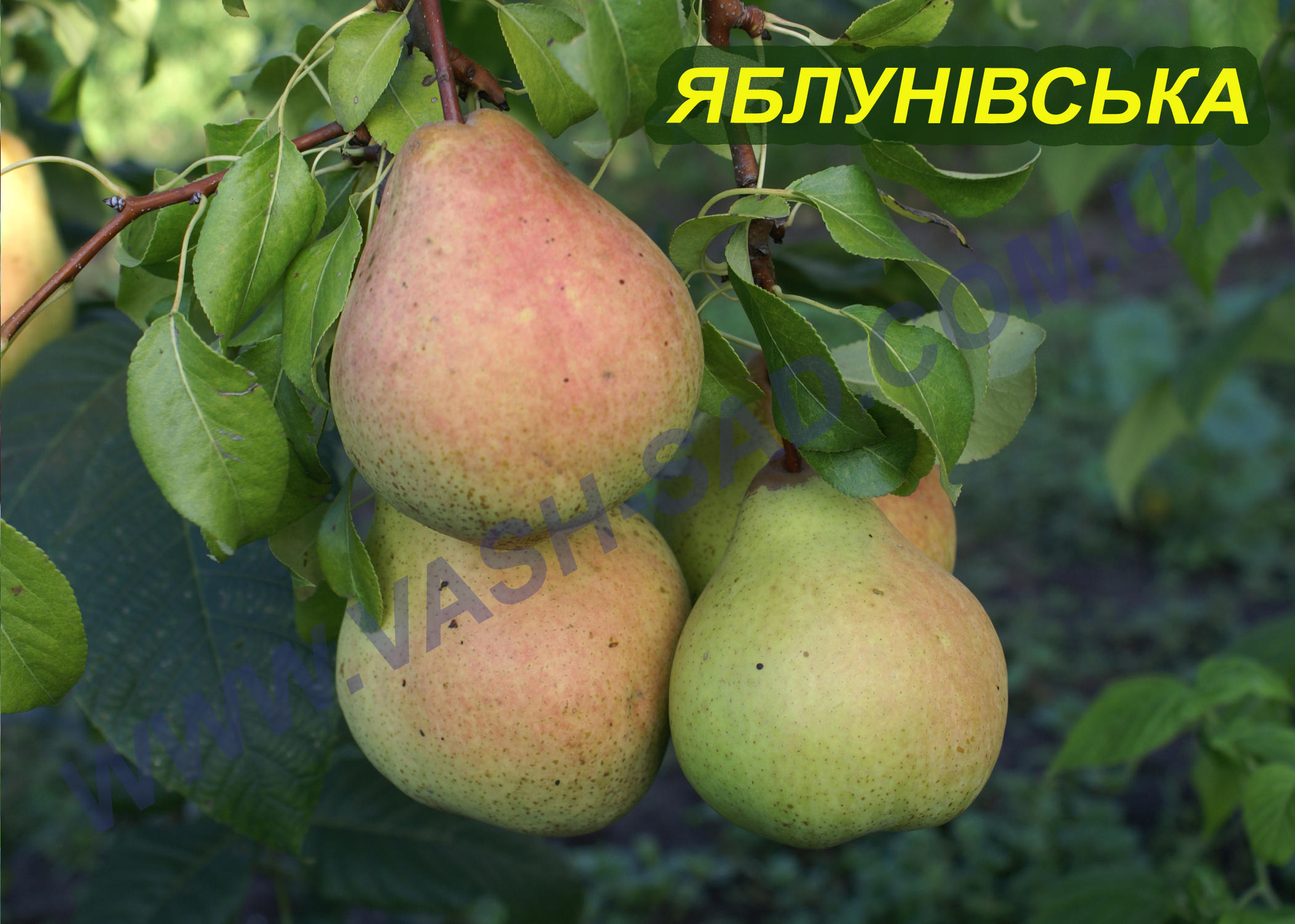 Груша, Яблунівська