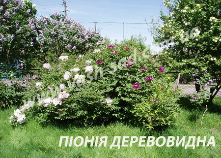 саджанці піонії, фото
