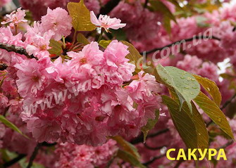 саджанці сакури