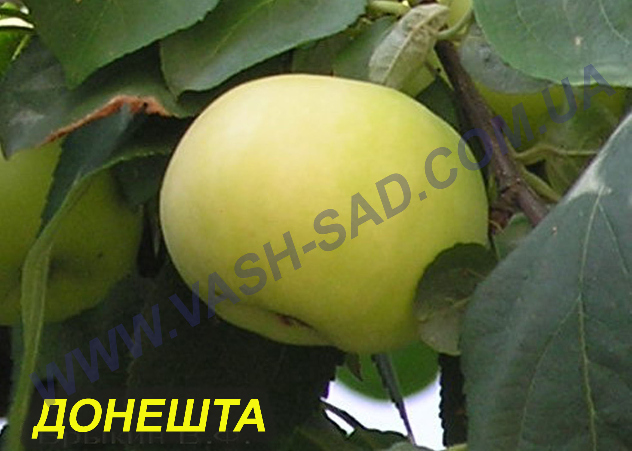 Яблуня, Донешта
