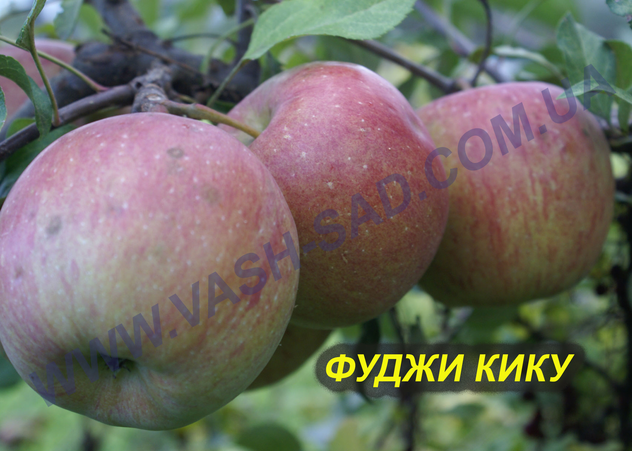 Яблуня, Фуджі Кіку
