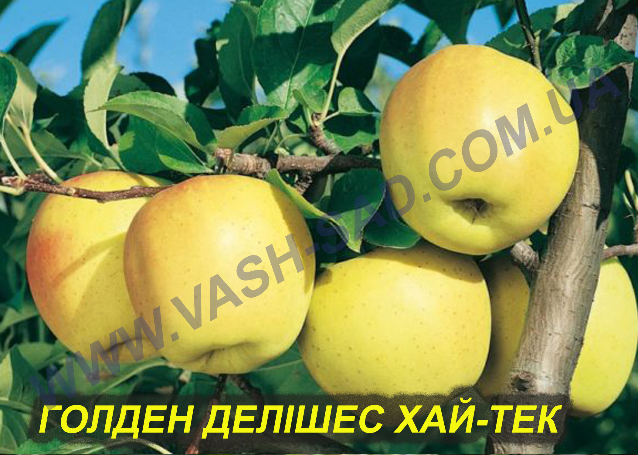 Яблуня, Голден делішес хай-тек