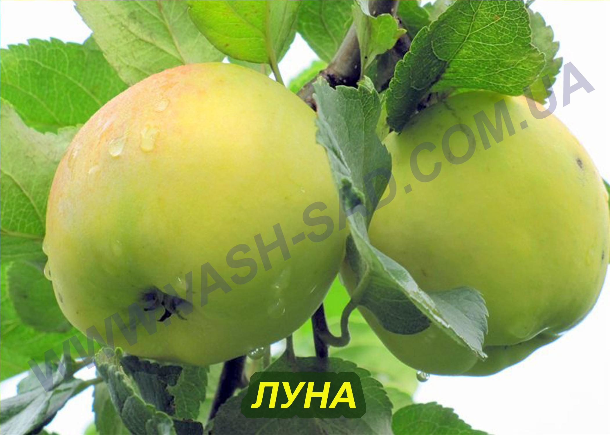 Яблуня, Луна