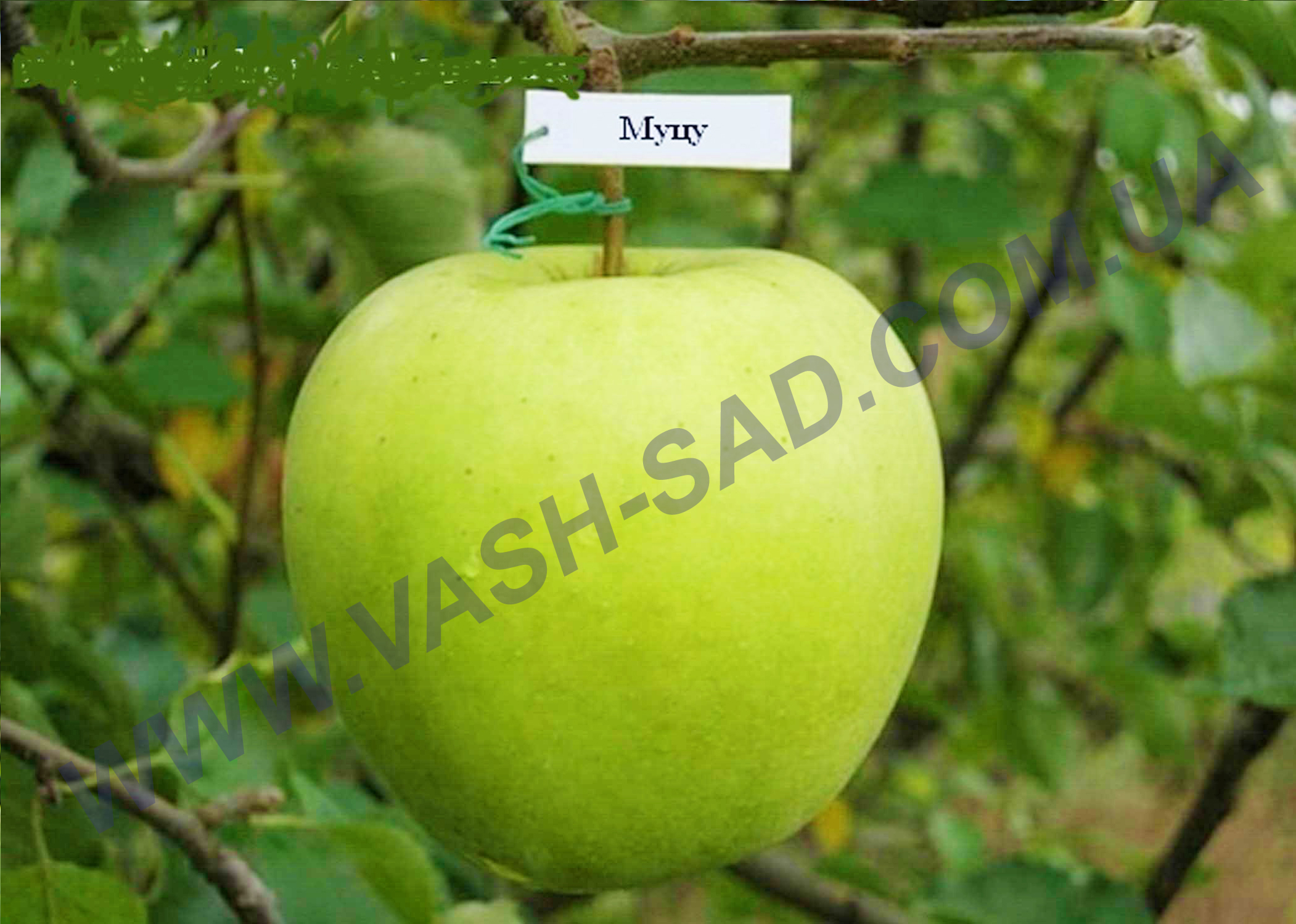 Яблуня, Муцу