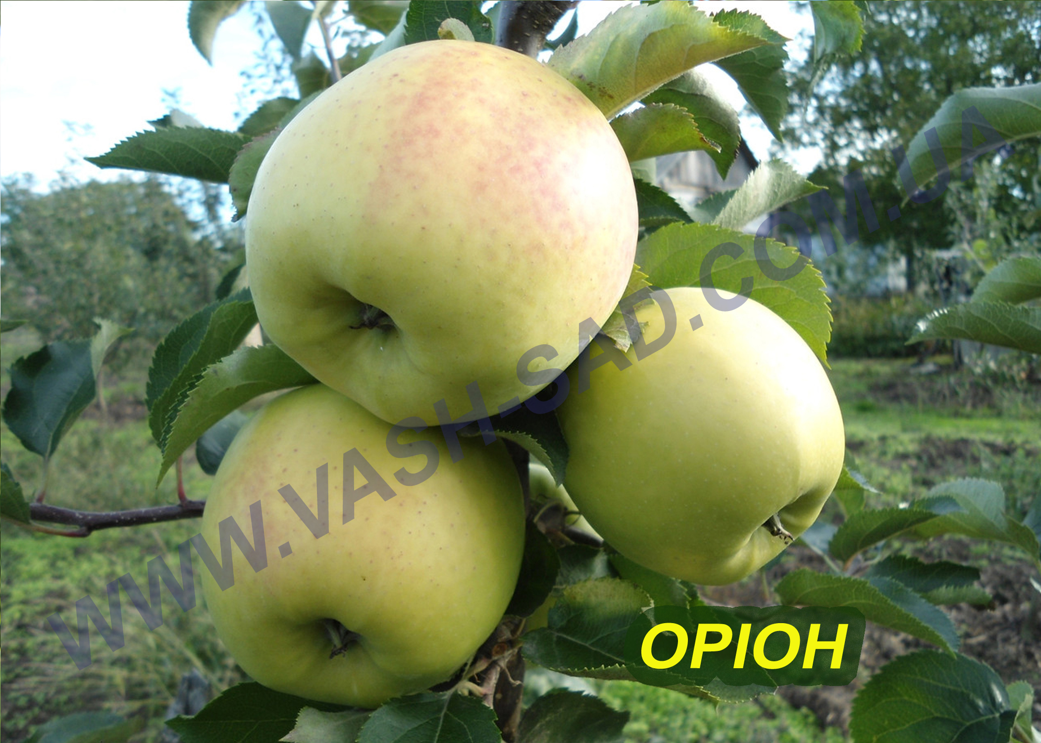 Яблуня, Оріон