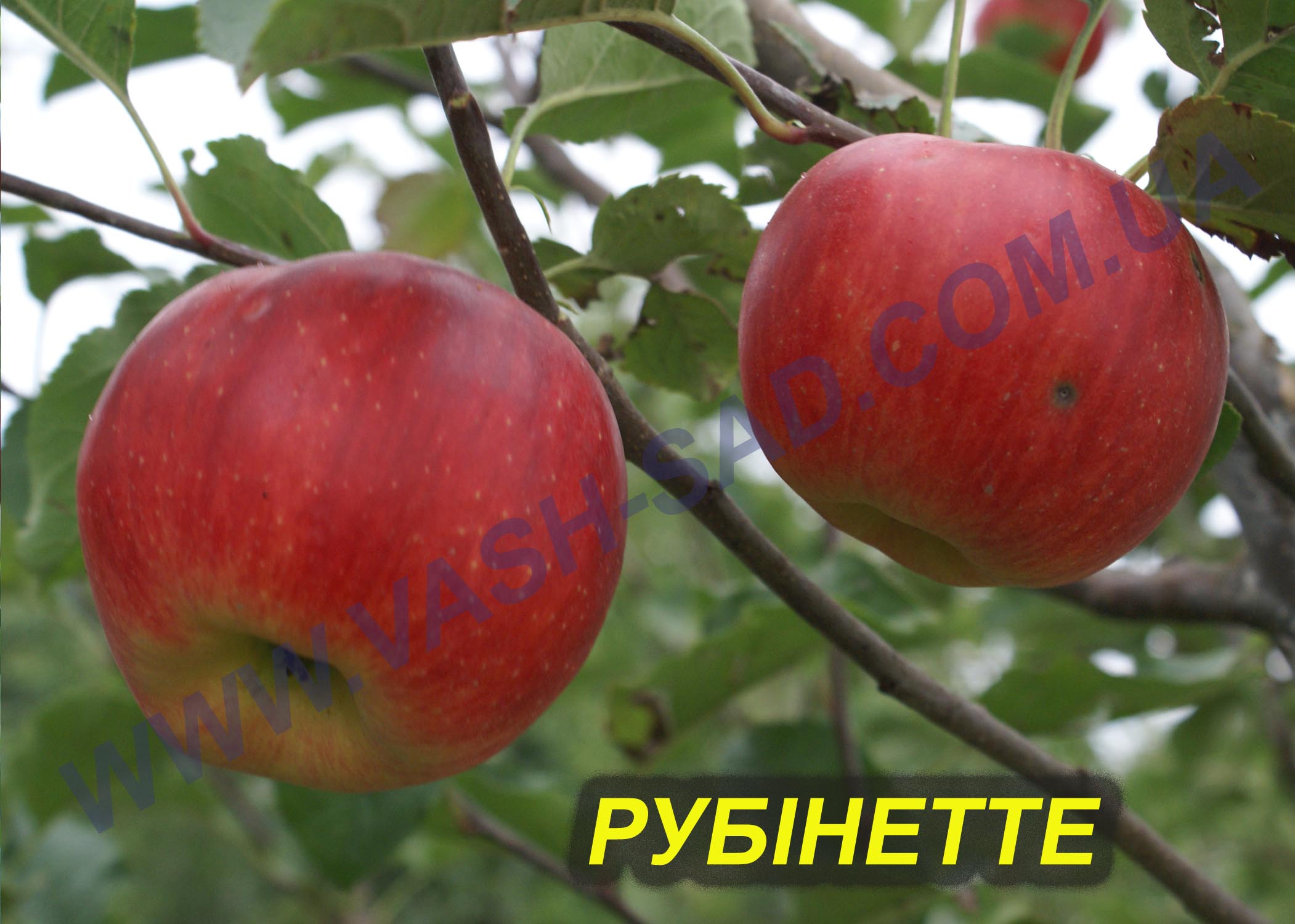 Яблуня, Рубінетте