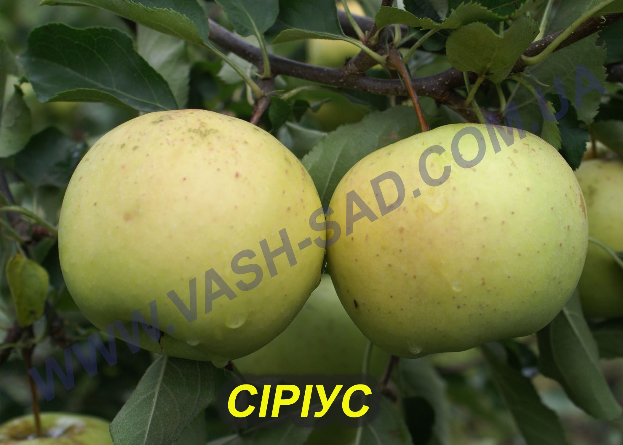 Яблуня, Сіріус